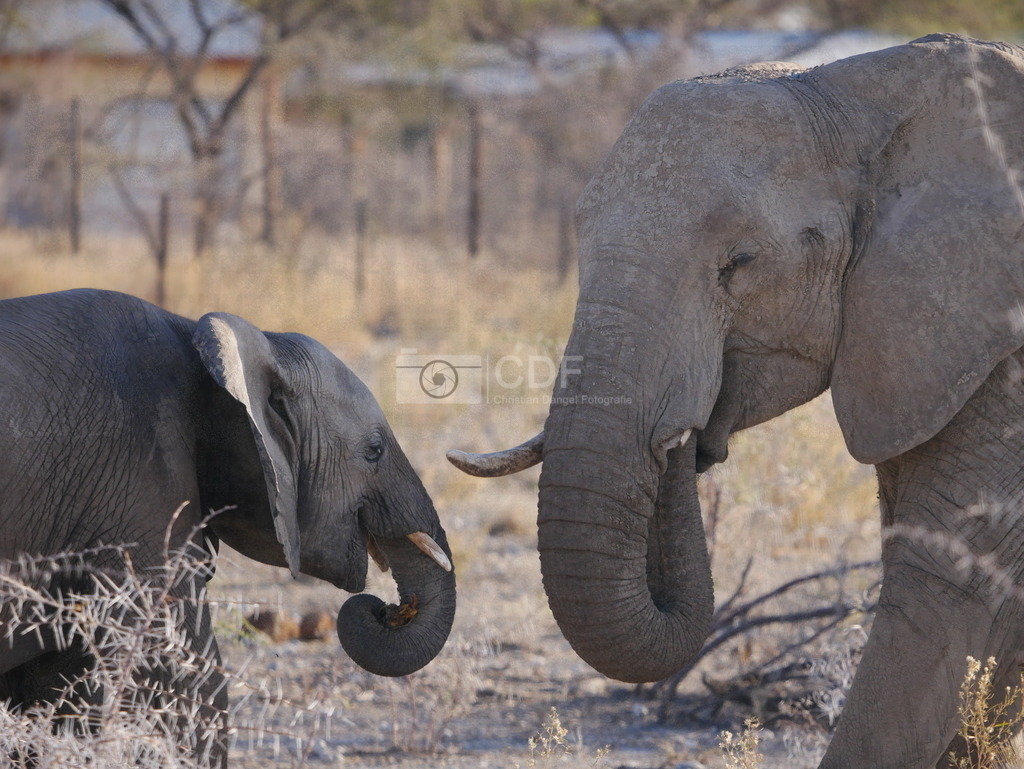 Elefanten-Afrika-Namibia-natur-schuetzen-Sanfte-Riesen-P1640957 | Das ist wohl der beeindruckendste Moment meiner Namibia-Reise. Ich habe heute noch Gänsehaut wenn ich daran denke. - Realisiert mit Pictrs.com