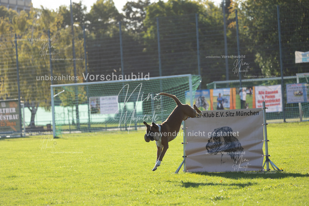 _16A4853 | Einzigartige Fotos von Hunden & Menschen –Actionfotos, Portraits, Vereinsaufnahmen & Paarshootings – authentisch, lebendig & mit Herz.