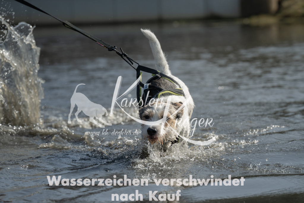 1150_ZZ96833-3 | kk-dogfotos