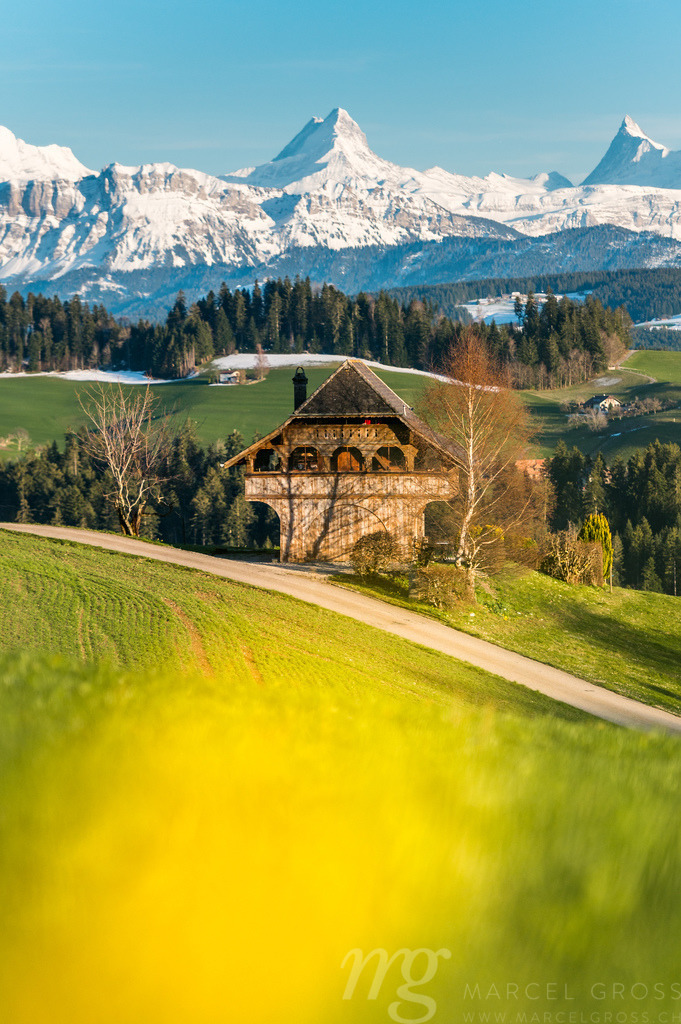 spring in Emmental with the mighty snowcovered Schreckhorn and Finsteraarhorn | Die ideale Geschenkidee für Naturliebhaber. Naturbilder von Marcel Gross Photography für ihr Zuhause in den verschiedensten Formaten und Materialien. - Realisiert mit Pictrs.com