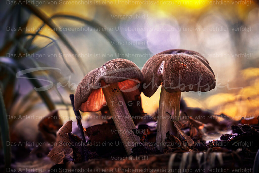 Zusammen | People- und Tierfotografie, Imageaufnahmen, Veranstaltungsfotografie und Wandbilder aus der Natur ★ Made in Germany ✔️ Druck + Downloads ✔️ Naturfotografie in Top Qualität ★ schneller Versand, weltweite Lieferung! - Realisiert mit Pictrs.com