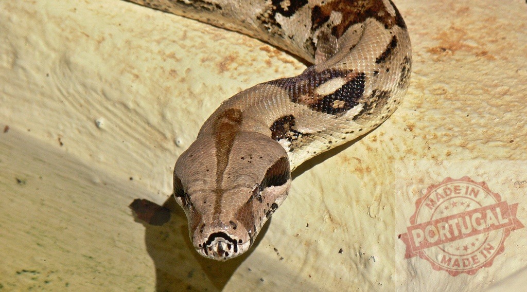 Boa constrictor head looking at camera with scales | Boa constrictor showing patterned scales and head, observing with a focused gaze - Realized with Pictrs.com