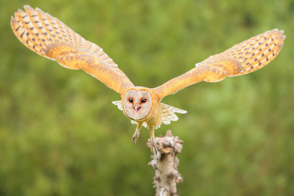 Wandbild: Majestätischer Flug der Schleiereule | Mit weit ausgebreiteten Flügeln gleitet eine Schleiereule lautlos durch die Luft. Ihr helles Gefieder mit den goldbraunen Mustern und der markante herzförmige Gesichtsschleier machen sie zu einem wahren Blickfang. Das Bild strahlt Anmut, Präzision und die stille Kraft der Natur aus. Dieses eindrucksvolle Wandbild bringt Eleganz und Wildnis in jeden Raum – perfekt für Wohnzimmer, Arbeitszimmer oder als Geschenk für Vogelliebhaber.