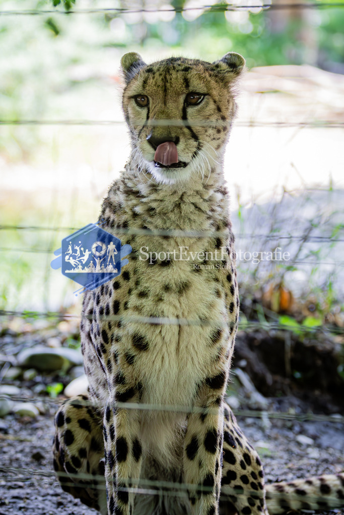 IMG_6349 | SportEventFotografie - Roman Stoiber