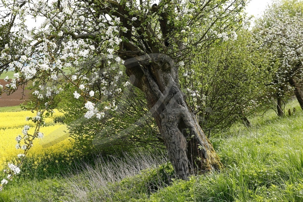 NatureArt-RAPSAPFELBLÜTE_0330 | Das Modell streckt sich am Baumstamm | #004 | Modell: Darky | Foto: Tschiponnique Skupin - Realisiert mit Pictrs.com