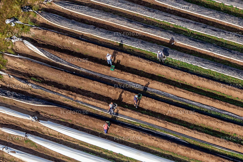 Spargelernte bei Winden/Pfalz | Luftbild: Spargelernte bei Winden/Pfalz im Ortsteil Mühlhofen in Billigheim-Ingenheim im Bundesland Rheinland-Pfalz in Deutschland. Foto: IMG_131526.jpg vom 22.05.2022 durch ©2025 Werner Riehm fly-foto.de/copyright - Realisiert mit Pictrs.com