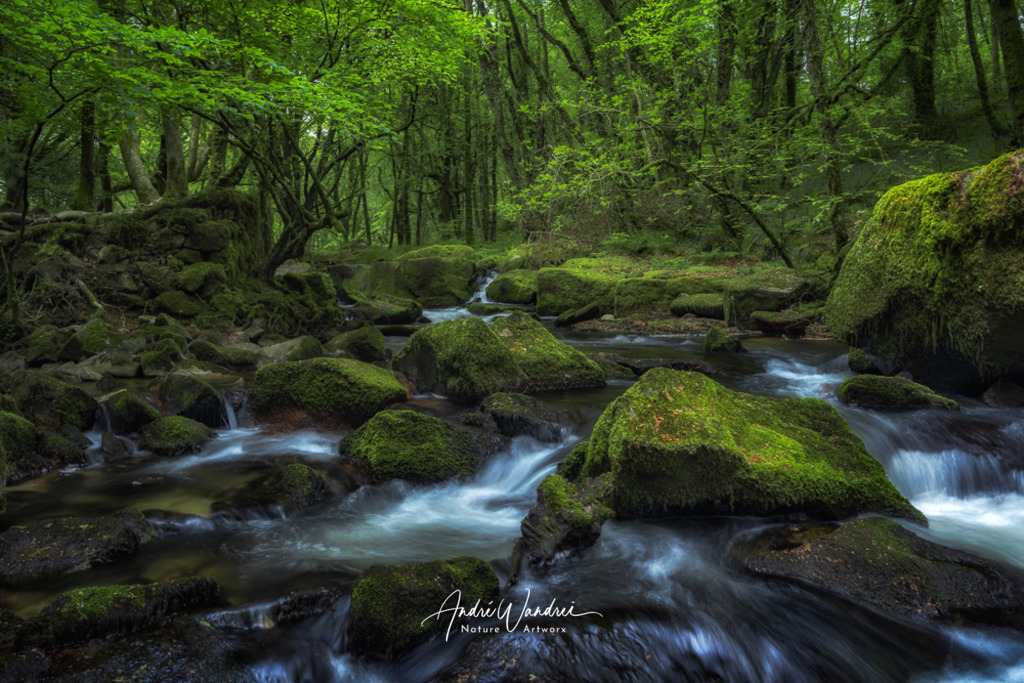 Üppig und Grün | Andre Wandrei - Nature Artworx - Realisiert mit Pictrs.com