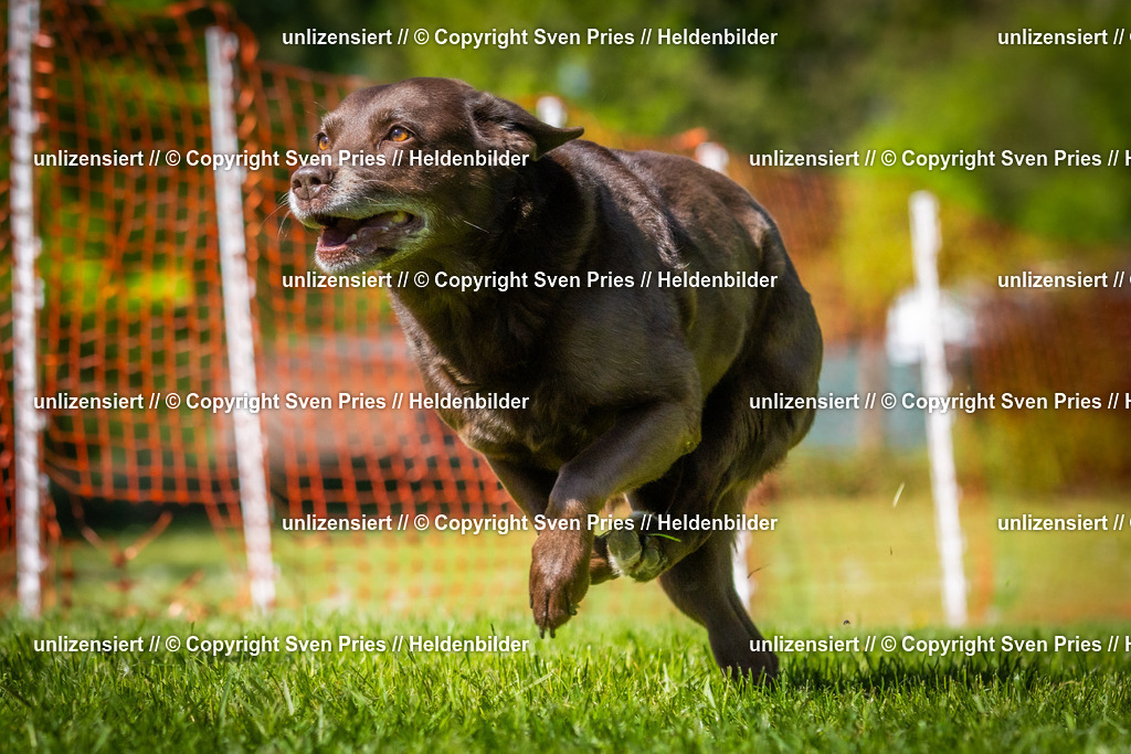 Hunderennen_April_2026_842 | 2026-04-26 - Hunderennen Baden-Oos April 2026 - Realisiert mit Pictrs.com