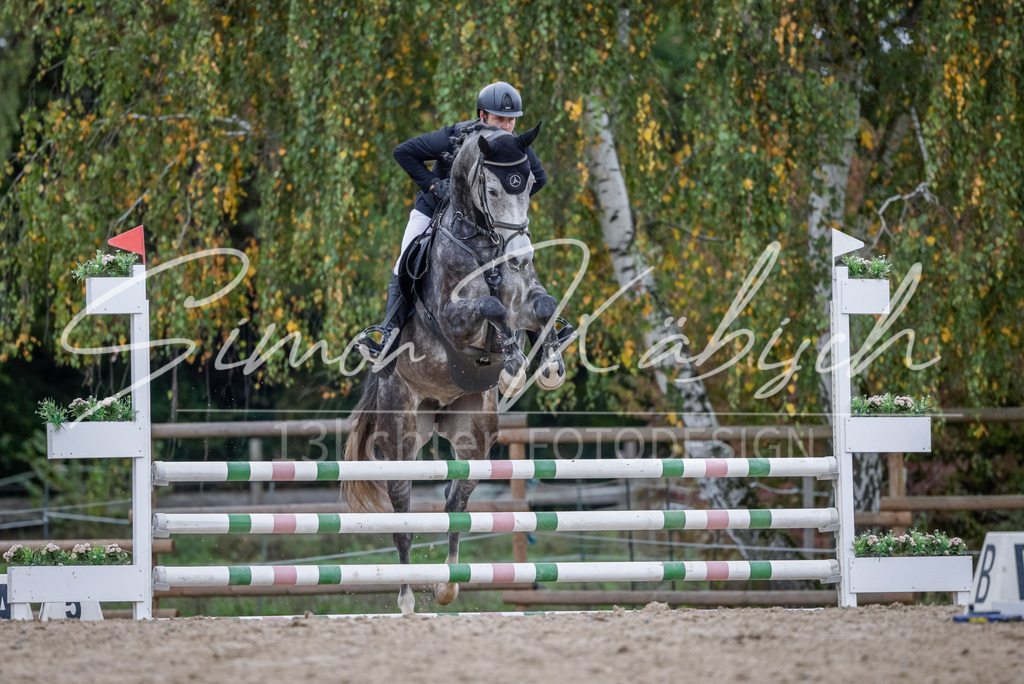 20251012-_3LI4086 | Tierfotografie Pferde, Hunde, Katzen, Haustiere.
Turnierfotografie Reitturniere, Reiten, Springreiten, Dressur in Hanau, dem Main-Kinzig-Kreis und dem Rhein-Main- Gebiet um Frankfurt