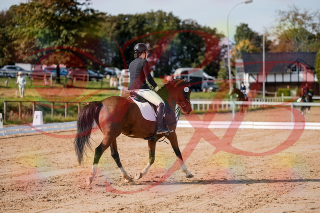 2026_10_03_Siefer-Hof_115444_Z63_30045260 | Professionelle Reitsport-, Turnier- und Eventfotografie von Robert Broda. Galerien mit ausgewählten und bearbeiteten Bildern direkt online ansehen und bestellen.