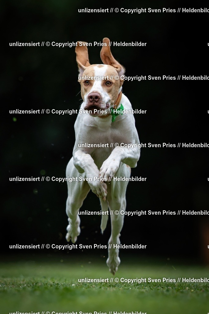 Sven Pries | 19. Allgemeines Hunderennen Karlsruhe Durlach - Realisiert mit Pictrs.com