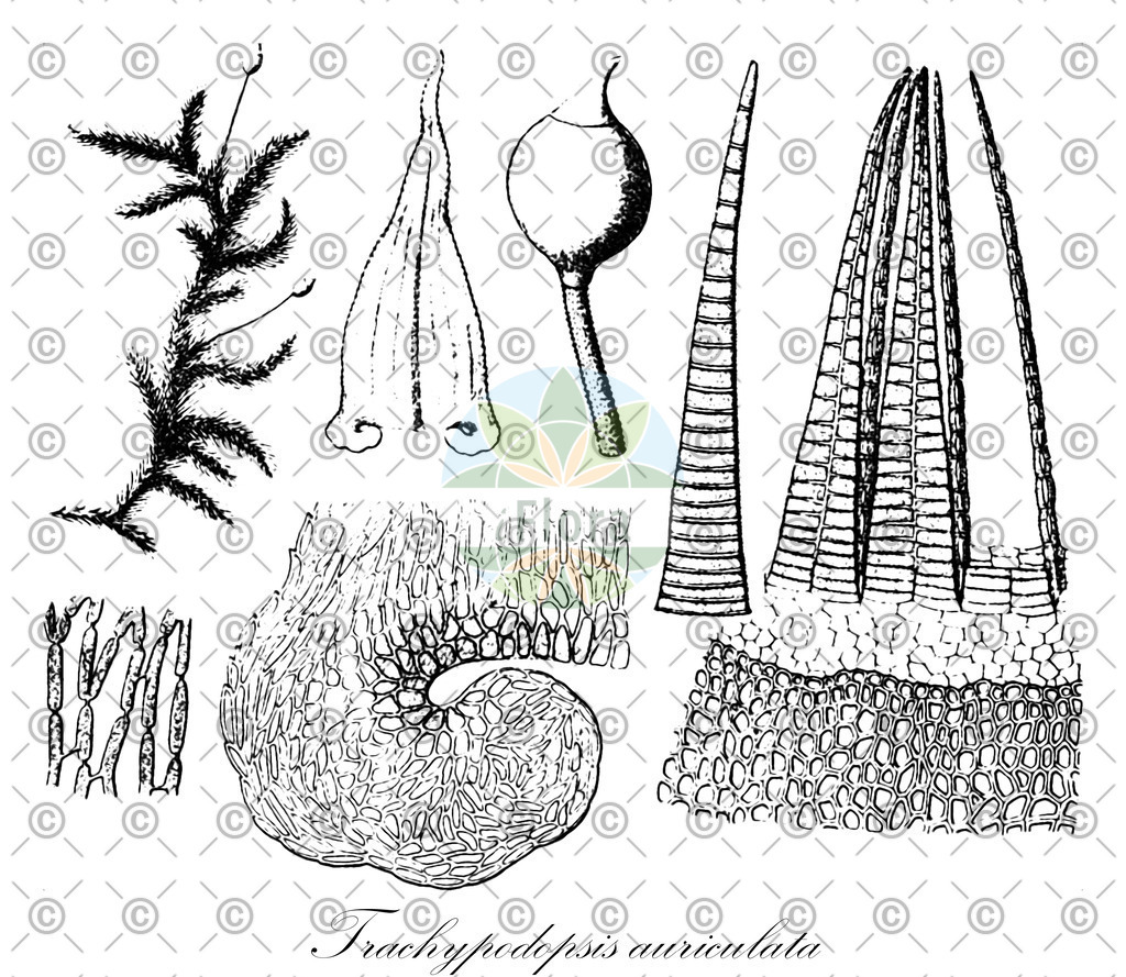 HistAbb_wfo-0001154267_2_ENZY_Simple | Historische Abbildung von Trachypodopsis auriculata - Meteoriaceae | Historical Illustration of Trachypodopsis auriculata - Meteoriaceae