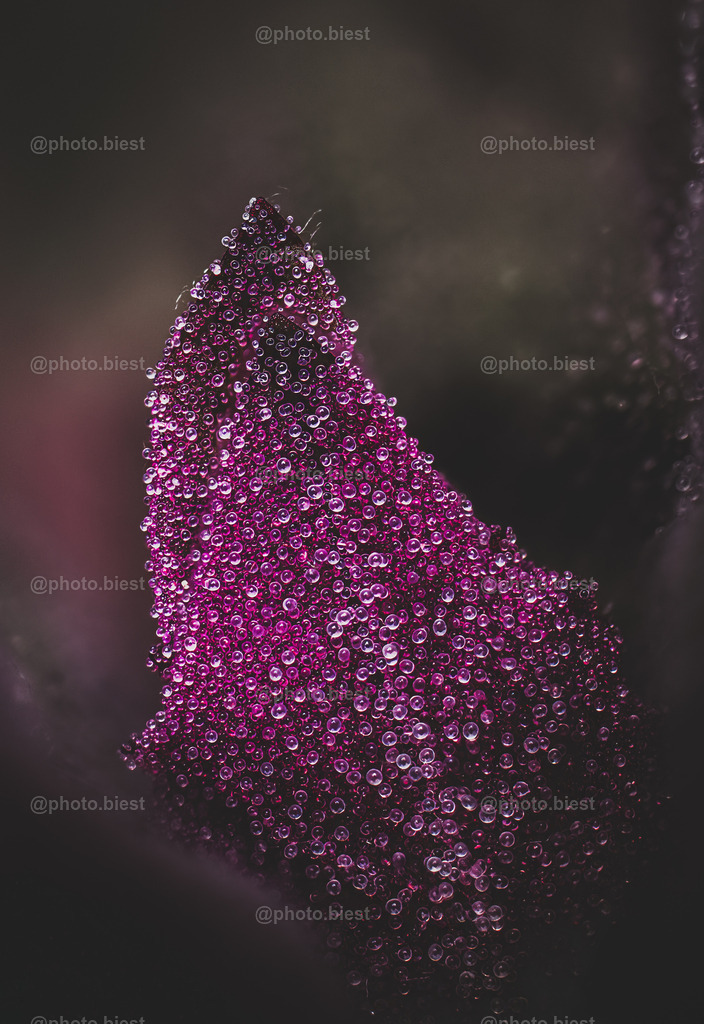 Perlenzunge | Winzigkleine, frische Blätter der Roten Gartenmelde. Hier ca. 1,5cm hoch. Die Oberfläche ist übersät mit unzähligen "Perlen", welche später für den "Lotus-Effekt" der Blätter sorgen. - Realisiert mit Pictrs.com