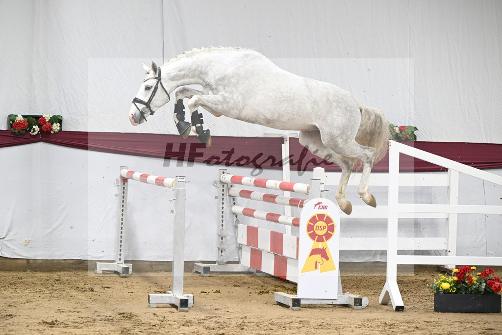 Kat-Nr. 86 Zirocco Blue x Askari_Daniela Kastner-Schoepe_47252897 | hf-fotografie - Realisiert mit Pictrs.com