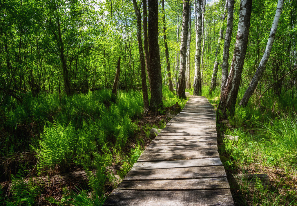 Poleski Nationalpark 6 | Polen  - Realisiert mit Pictrs.com