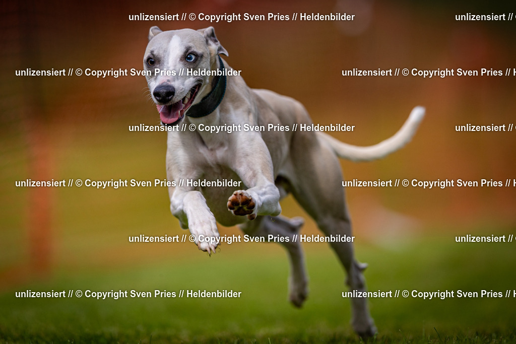 Sven Pries | 2024-09-22 - Hunderennen Baden-BadenPudelverein - Realisiert mit Pictrs.com