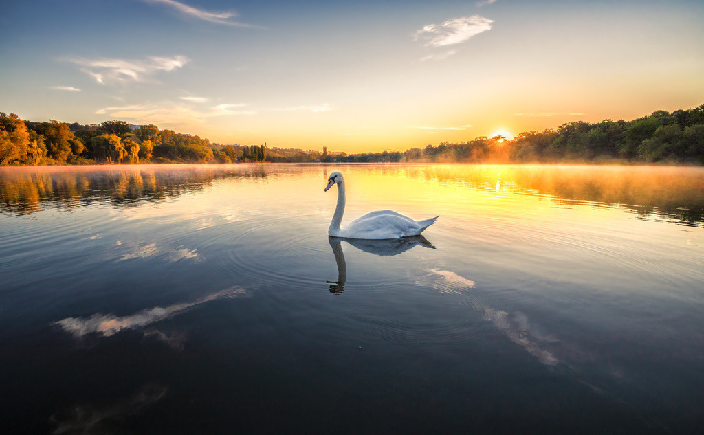 Sonnenaufgang--Max Eyth See mit Schwan | Ein wunderschöner Sonnenaufgang am Max Eyth See in Bad Cannstatt begleitet von einem sehr neugierigen Schwan. - Realisiert mit Pictrs.com
