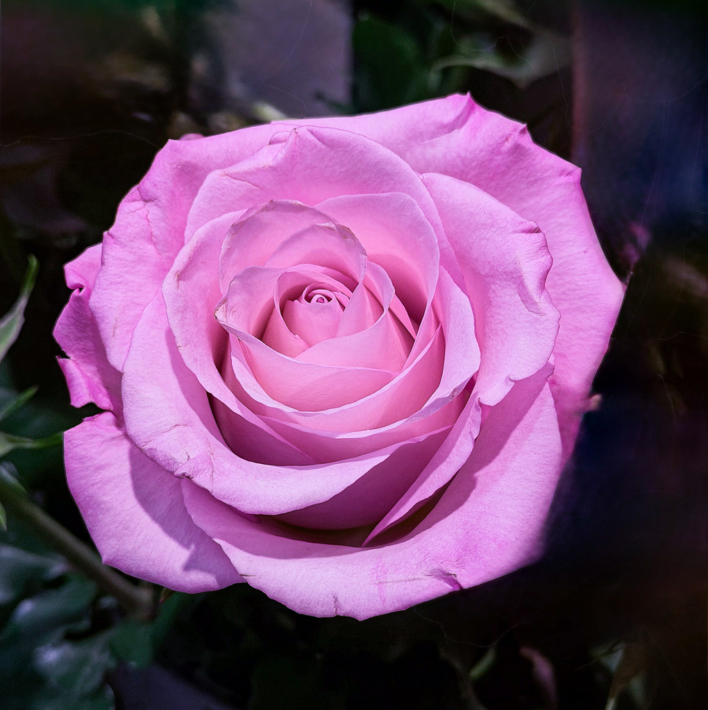 Wandbild Edle lila Rose - Natur-Fotokunst und Symmetrie | Dieses exklusive Natur-Wandbild präsentiert eine perfekt gewachsene lila Rose in faszinierender Nahaufnahme. Die harmonische, spiralförmige Symmetrie der Blütenblätter und das edle Farbspiel aus kühlen Lila- und sanften Magentatönen machen dieses Fotokunstwerk zu einer Oase der Ruhe für das Auge. Fotograf Robert Steinke fängt die samtige Textur und die zeitlose Eleganz der Königin der Blumen detailreich ein. Ein stilvoller Blickfang für moderne Wohnräume, Schlafzimmer oder Wellnessbereiche, der Ruhe und Extravaganz ausstrahlt. Erhältlich als hochwertiger Premium-Kunstdruck auf Leinwand, edlem Alu-Dibond oder unter brillantem Acrylglas für maximale Farbtiefe. - Realisiert mit Pictrs.com