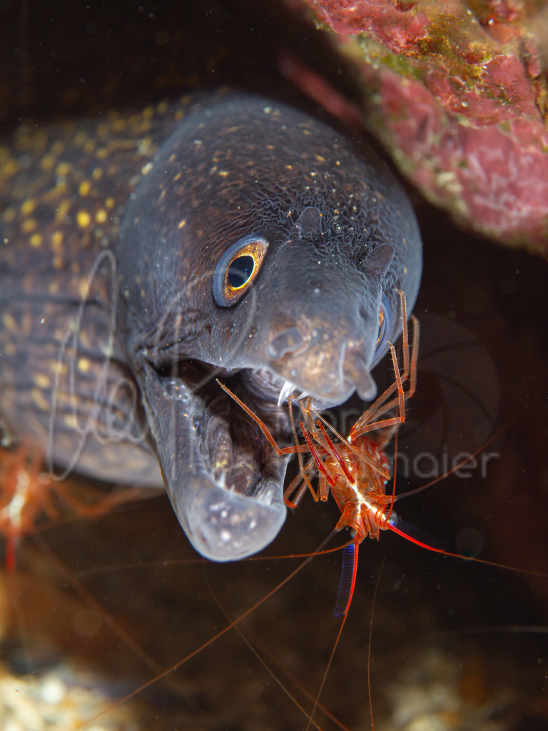 Muraena helena | Muräne / Cast: Morena, Ang: Moray eel - Realisiert mit Pictrs.com