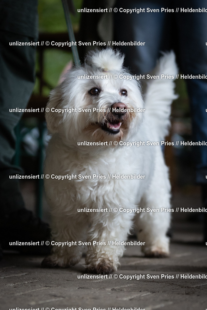 Sven Pries | 2024-10-19 - Hunderennen Ober-Grombach Schutzhunde - Realisiert mit Pictrs.com