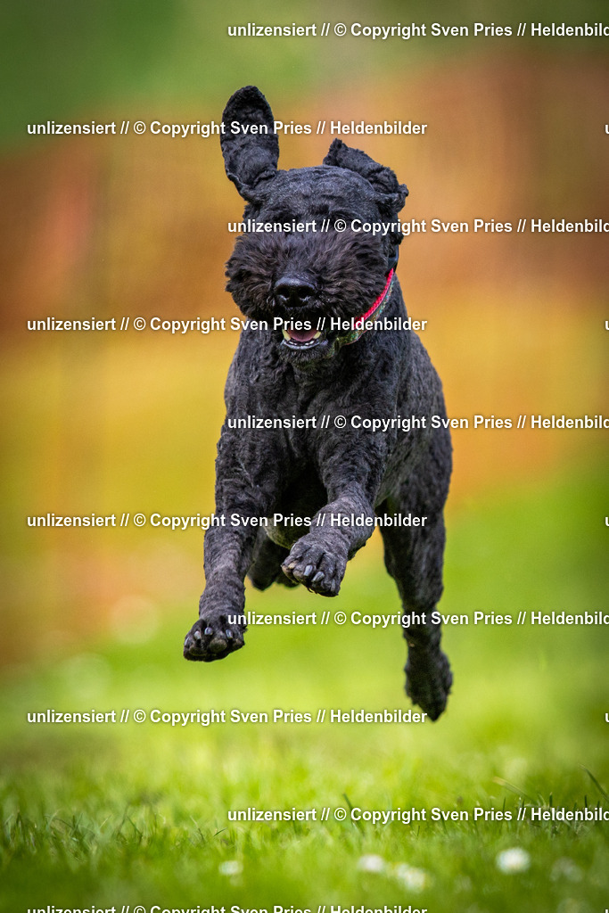 Sven Pries | 2025-04-13 - Hunderennen Baden-Baden - Realisiert mit Pictrs.com