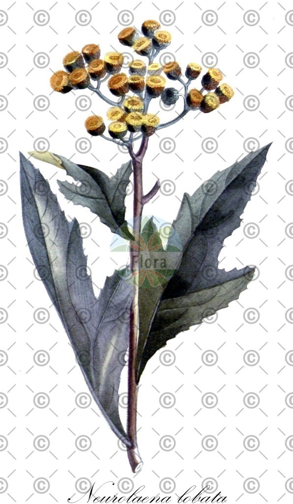 HistAbb_wfo-0001298061_1_ENZY_Simple | Historische Abbildung von Neurolaena lobata - Asteraceae | Historical Illustration of Neurolaena lobata - Asteraceae