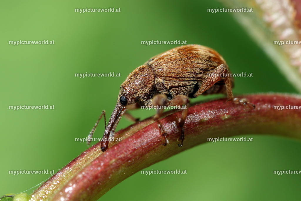 Anthonomus rectirostris-005 | Das Bilderarchiv über Tiere, Planzen und Landschaften. In der Bilddatenbank finden Sie ein große Auswahl an hochwertigen Bilder für Ihre Werbung - Realisiert mit Pictrs.com