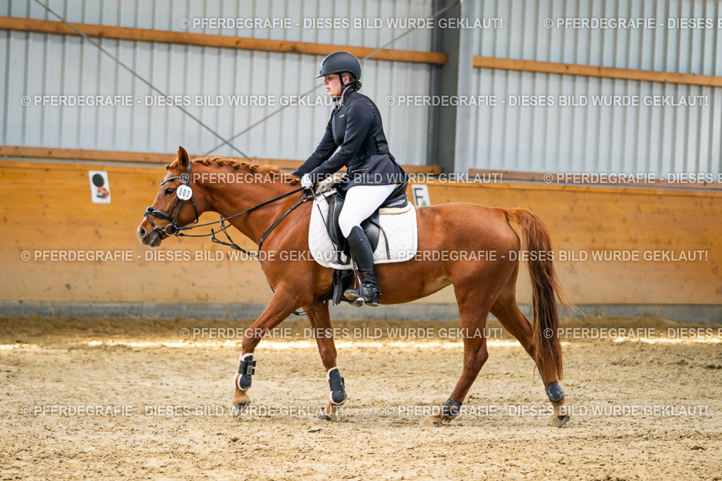 DSC01478 | Pferdegrafie