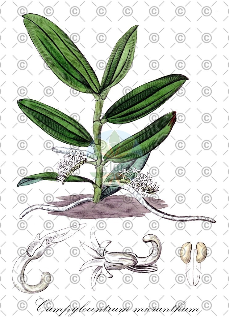 HistAbb_wfo-0001113565_1_ENZY_Simple | Historische Abbildung von Campylocentrum micranthum - Orchidaceae | Historical Illustration of Campylocentrum micranthum - Orchidaceae