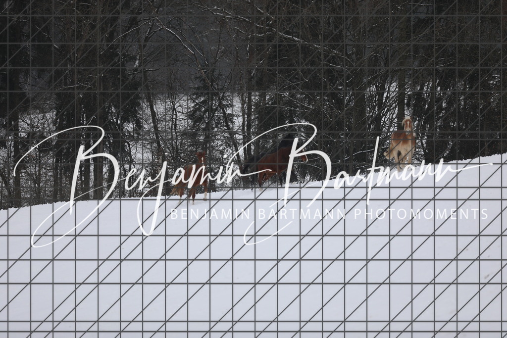 AZ2A3338 | Benjamin Bartmann Photomoments