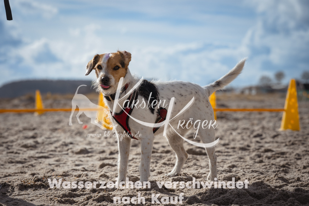 1311_ZZ90697 | kk-dogfotos