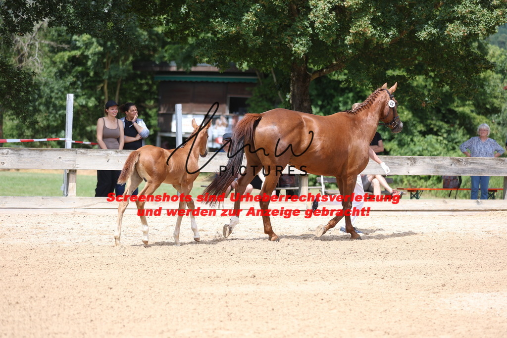 Fohlenschau_Schwäbisch_Hall_dressurbetonte_Fohlen_Goldring_KN 6_1 | lmwpictures - Realisiert mit Pictrs.com