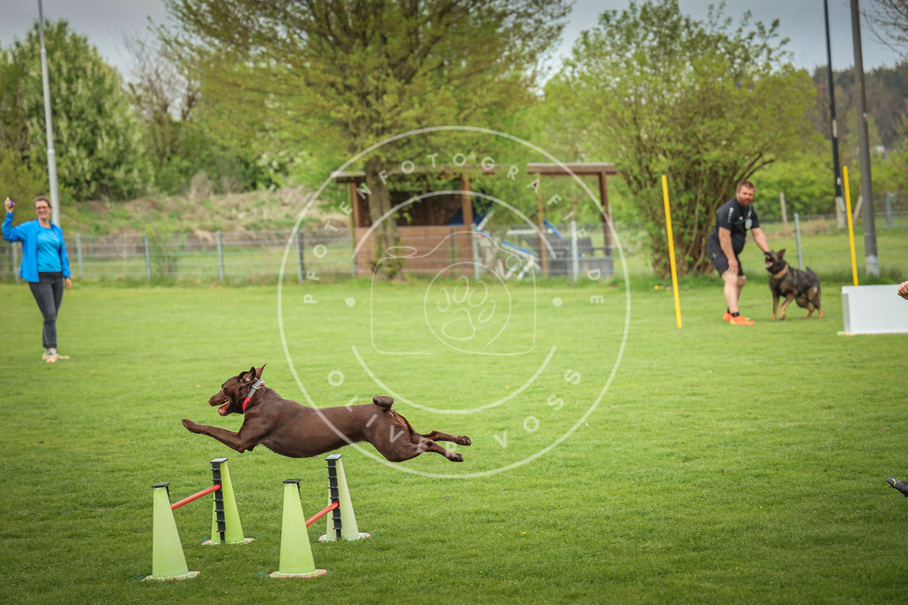 Pfotenfotografie_0L8A9681 | Hundefotografie, Tierfotograf, Pfotenfotografie, Fotoshooting Hund, Hunde Portrait, Hundesport, Hundeportraits, Heideshooting, Hunde, Sportfotograf, Hundefotograf, Turnierhundsport, THS,  - Realisiert mit Pictrs.com