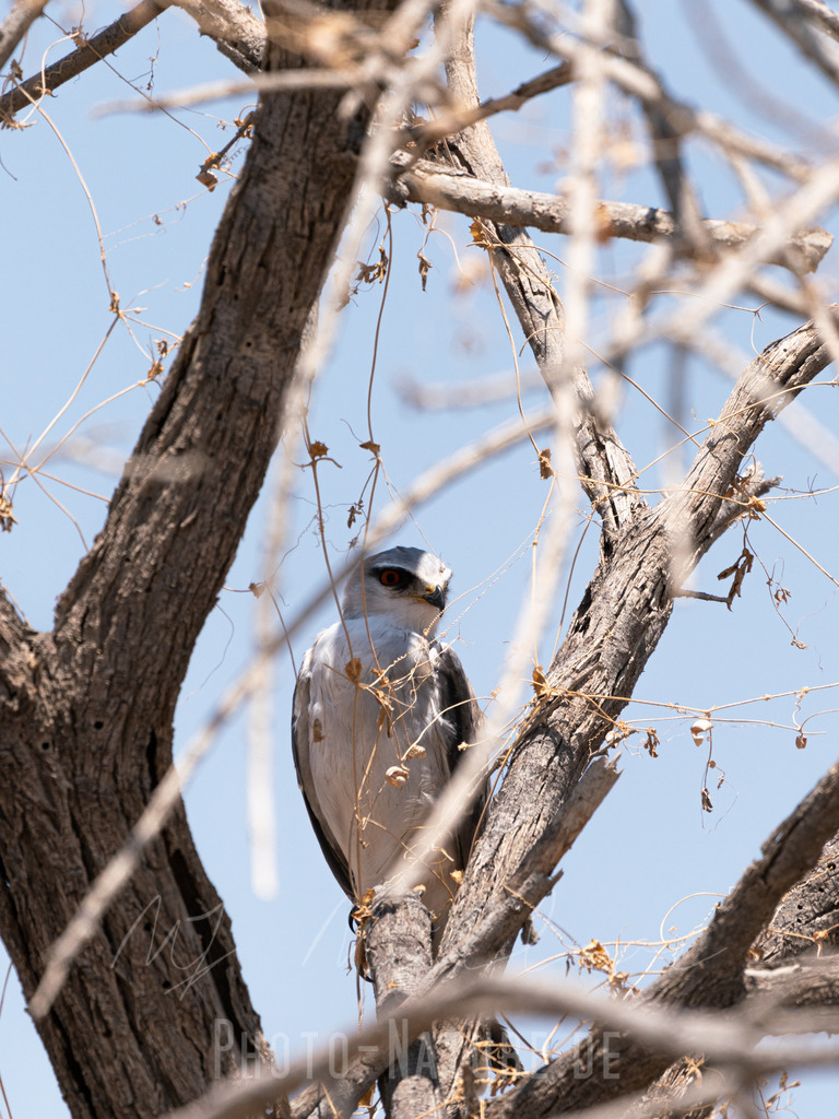 Wächter der Lüfte | Die Äste umrahmen den Raubvogel - Realisiert mit Pictrs.com