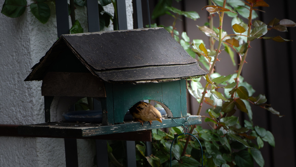Spatz im Vogelhaus | Tier- & Landschaftsfotografie und Porträtshootings. Entdecke einzigartige Fotokunst als Wandbild, Tasse oder Mauspad – mit Leidenschaft fotografiert - Realisiert mit Pictrs.com