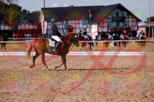 2026_10_03_Siefer-Hof_122234_Z81_21444285 | Professionelle Reitsport-, Turnier- und Eventfotografie von Robert Broda. Galerien mit ausgewählten und bearbeiteten Bildern direkt online ansehen und bestellen.