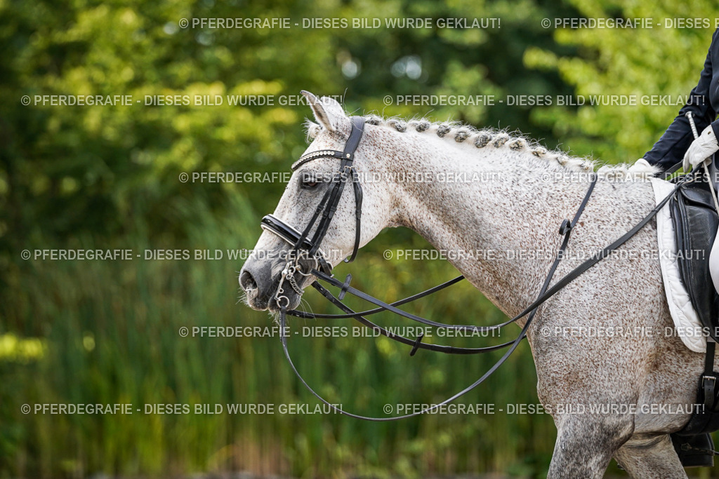 DSC07184 | Pferdegrafie