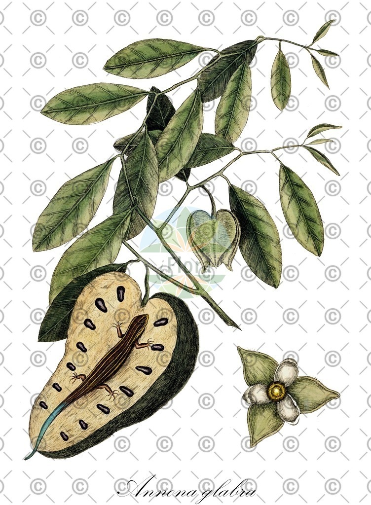 HistAbb_EMP_8000326_1_SIMPLE | Historische Abbildung von Annona glabra - Annonaceae | Historical Illustration of Annona glabra - Annonaceae