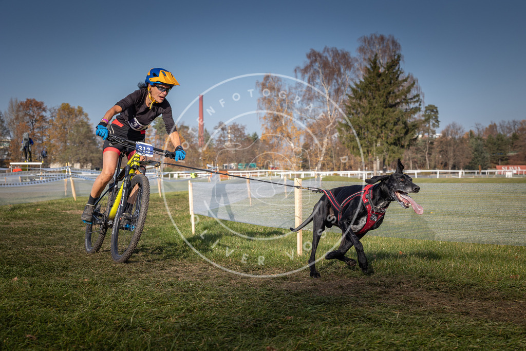 CaniXpix_0L8A7143 | Hundefotografie, Tierfotograf, Pfotenfotografie, Fotoshooting Hund, Hunde Portrait, Hundesport, Hundeportraits, Heideshooting, Hunde, Sportfotograf, Hundefotograf, Turnierhundsport, THS,  - Realisiert mit Pictrs.com