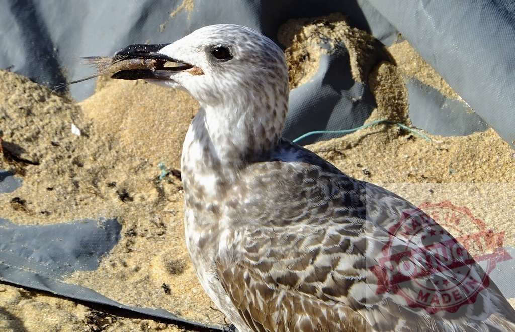 Seagull eating fish on sand by the seashore | Wild seagull swallowing a small fish for food on a sandy beach - Realisiert mit Pictrs.com