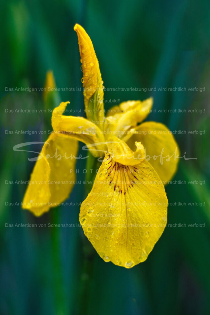 Wandbild Iris "Nach dem Regen" | People- und Tierfotografie, Imageaufnahmen, Veranstaltungsfotografie und Wandbilder aus der Natur ★ Made in Germany ✔️ Druck + Downloads ✔️ Naturfotografie in Top Qualität ★ schneller Versand, weltweite Lieferung! - Realisiert mit Pictrs.com