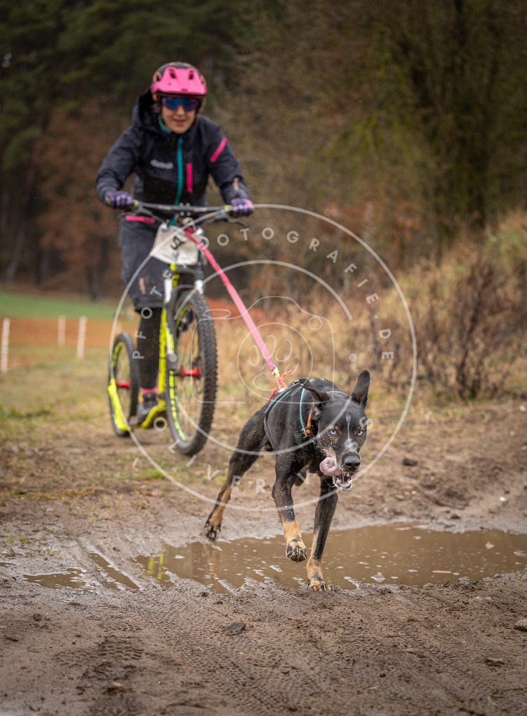 DV3A9492 | Hundefotografie, Tierfotograf, Pfotenfotografie, Fotoshooting Hund, Hunde Portrait, Hundesport, Hundeportraits, Heideshooting, Hunde, Sportfotograf, Hundefotograf, Turnierhundsport, THS,  - Realisiert mit Pictrs.com