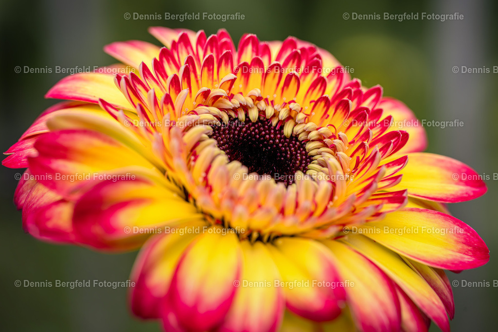 Flower 13 | Entdecken Sie Natur, Makro und Tierfotografie von Dennis Bergfeld.Besondere Momente und Details der Natur, hochwertig als Foto und Wandbild erhältlich. - Realisiert mit Pictrs.com