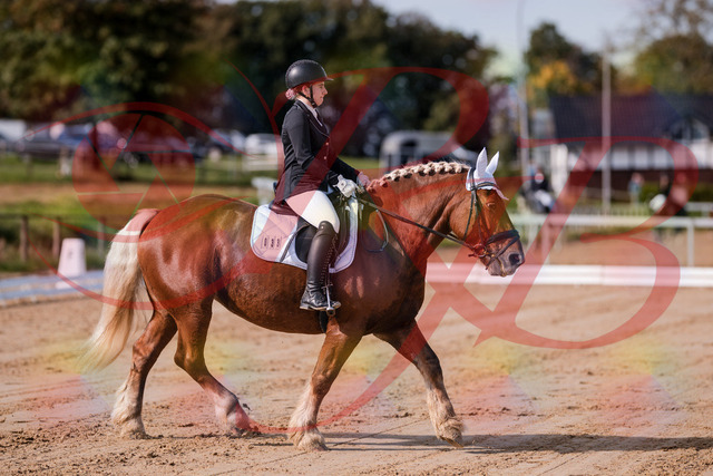 2026_10_03_Siefer-Hof_114106_Z81_83940536 | Professionelle Reitsport-, Turnier- und Eventfotografie von Robert Broda. Galerien mit ausgewählten und bearbeiteten Bildern direkt online ansehen und bestellen.