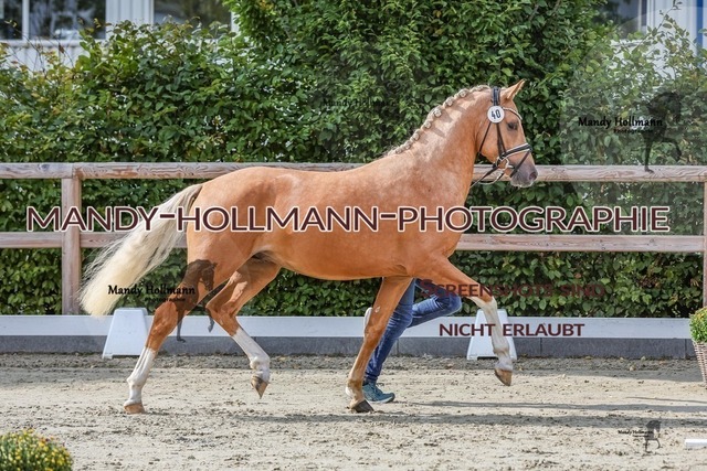 34-17 | mandyhollmannphotographie