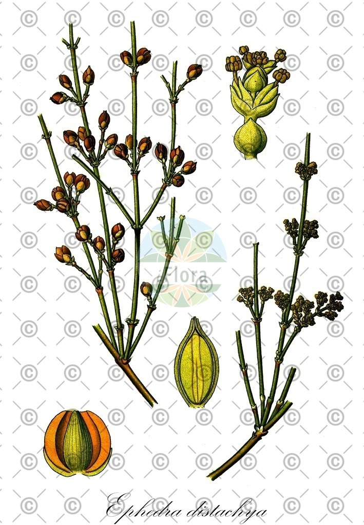 HistAbb_wfo-0001166398_1_ENZY_Simple | Historische Abbildung von Ephedra distachya - Ephedraceae (Gewöhnliches Meerträubchen) | Historical Illustration of Ephedra distachya - Ephedraceae