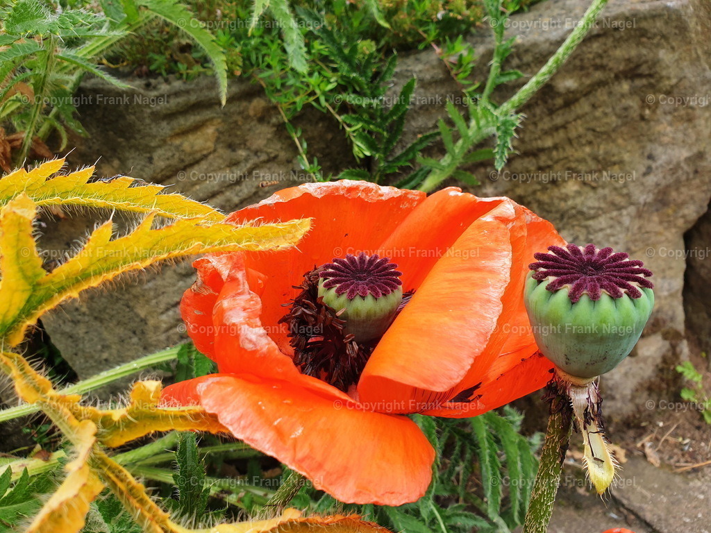 Klatschmohn | Die roten Mohnblumen sind ein beliebtes Fotomotiv. Sie sind an Feldrändern und in Gärten anzutreffen. Hier sind bilden die fast verblühten Pflanzen Fruchtkapseln aus, die sehr dekorativ sind. - Realisiert mit Pictrs.com