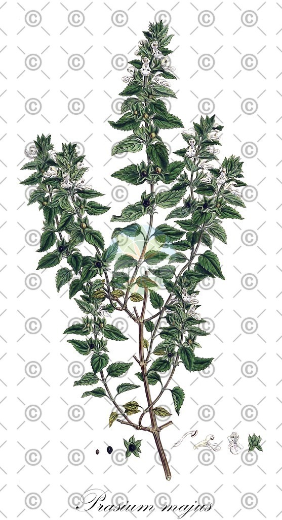 HistAbb_wfo-0000135973_1_ENZY_Simple | Historische Abbildung von Prasium majus - Lamiaceae | Historical Illustration of Prasium majus - Lamiaceae