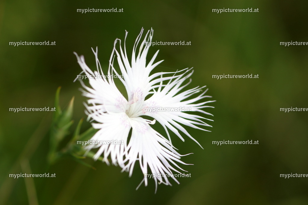 Sternbergs Nelke-001 | Das Bilderarchiv über Tiere, Planzen und Landschaften. In der Bilddatenbank finden Sie ein große Auswahl an hochwertigen Bilder für Ihre Werbung - Realisiert mit Pictrs.com