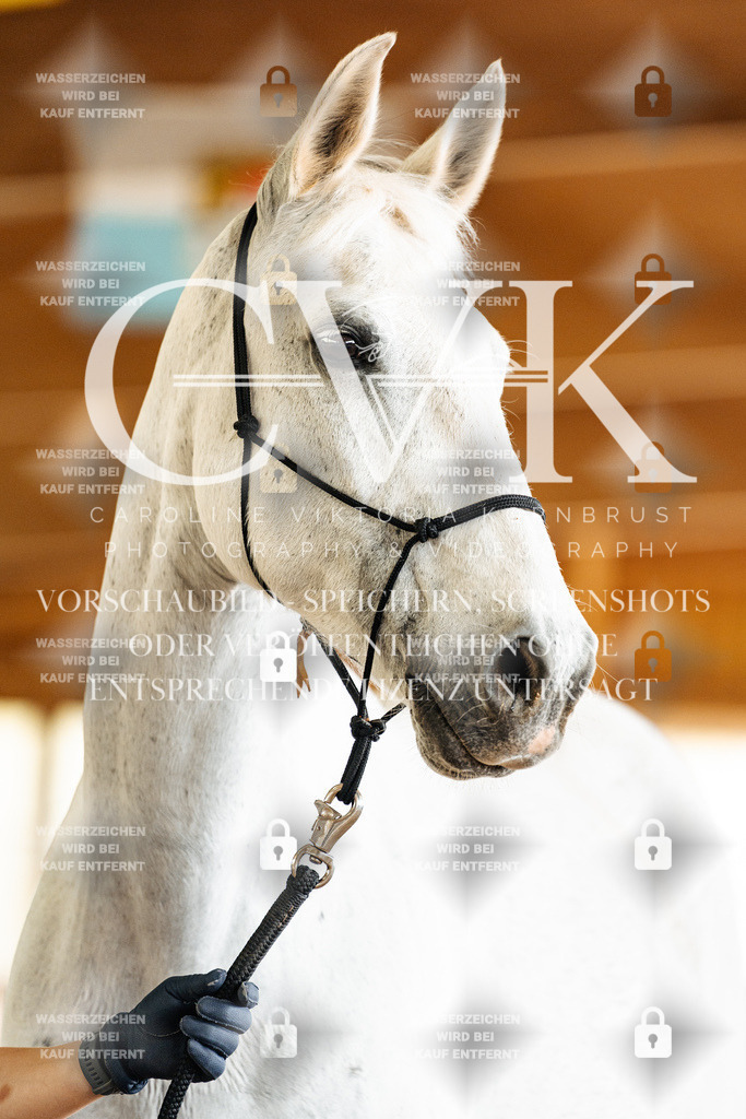 CK908225 | Turnierfotografie Pferdefotografie Trier Rheinland-Pfalz Pferdesport Reitsport Tierfotografie Sportfotografie Pferdevideo Pferdevideografie Equestrianvideography equestrianphotography  - Realisiert mit Pictrs.com